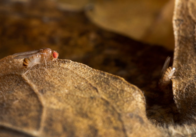 Moscas del vinagre (Drosophila melanogaster). Foto: Roberto García Roa.